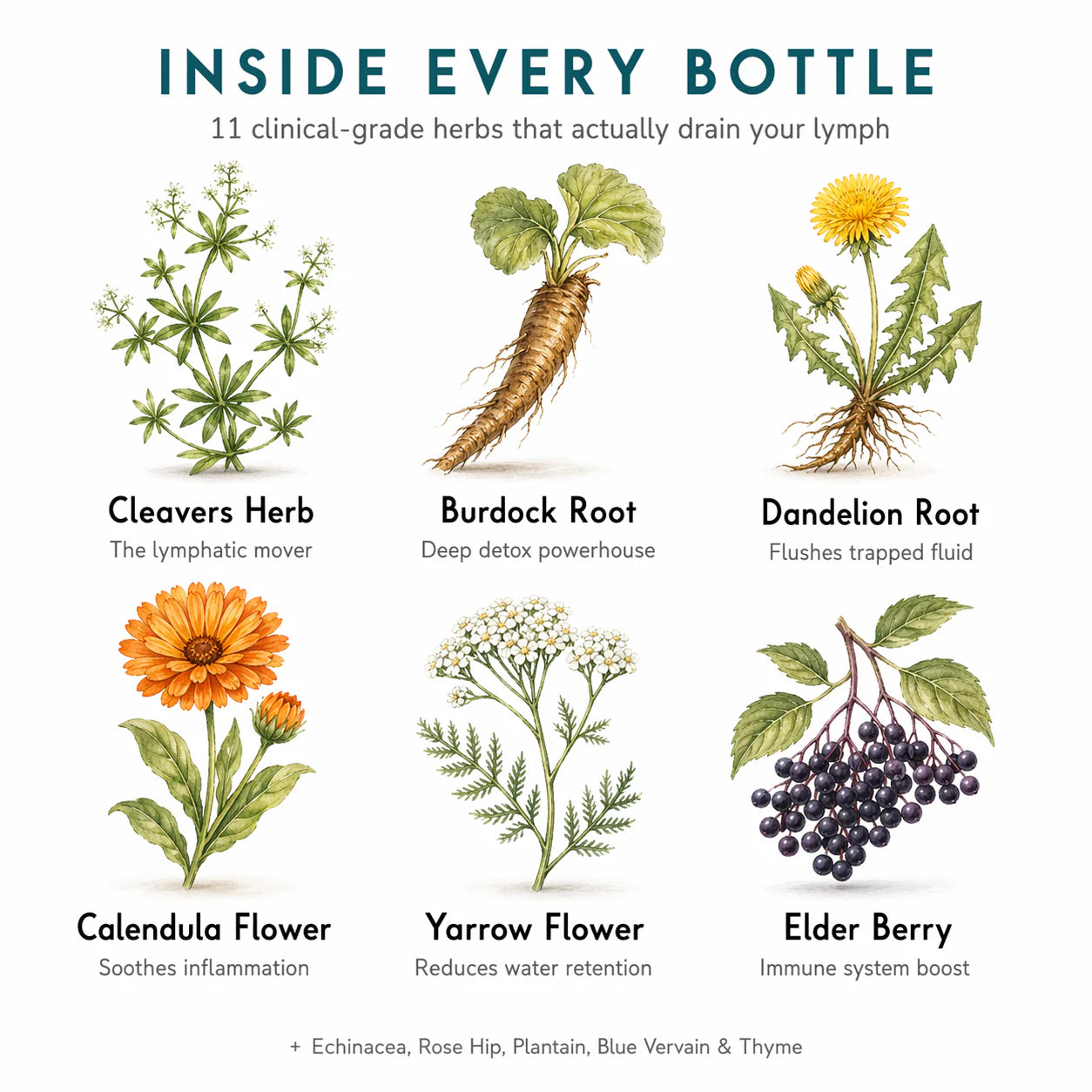 Liposomal Lymphatic Drainage Drops